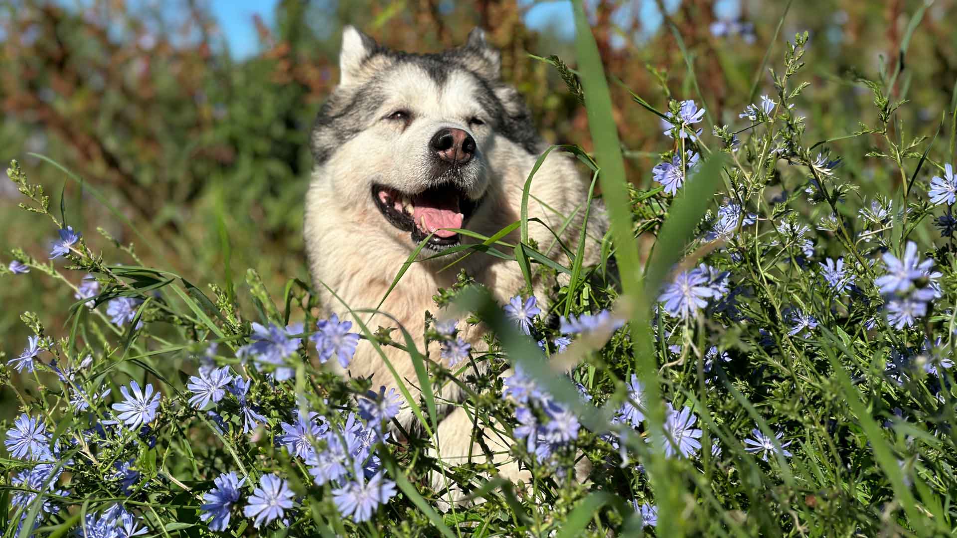 Manami inmitten blauer Blüten