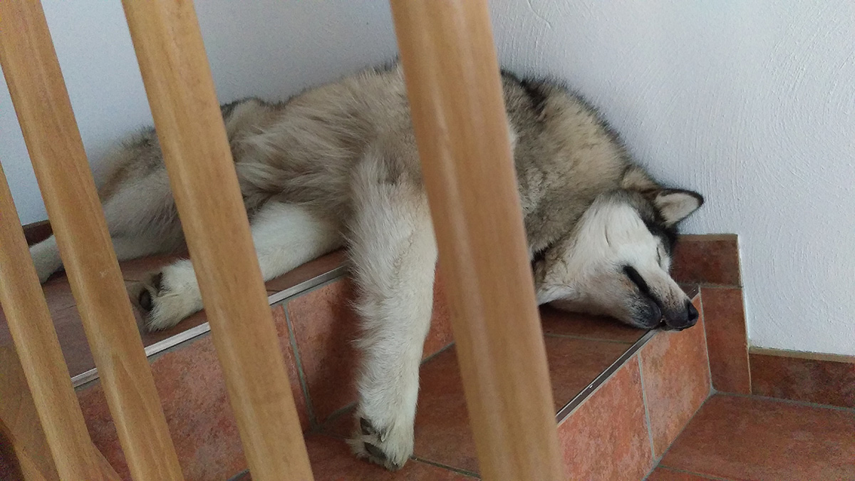 Manami schläft ausgestreckt auf den kühlen Fliesen einer Treppe.