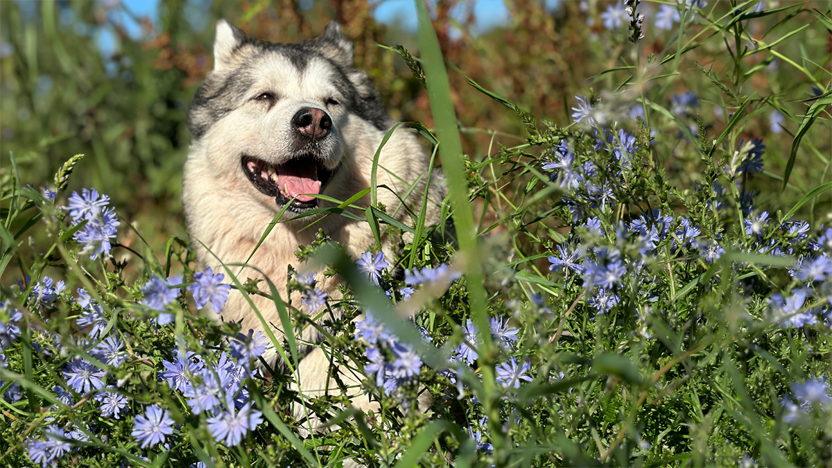 Manami inmitten blauer Blüten