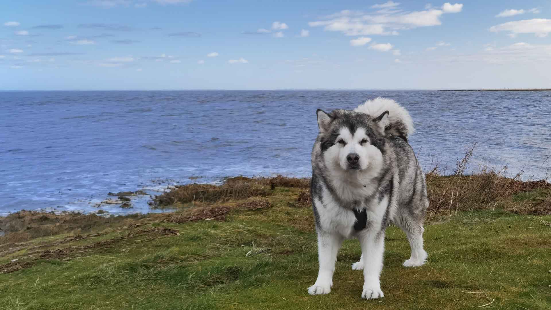 Alaskan Malamute Manami am Meer