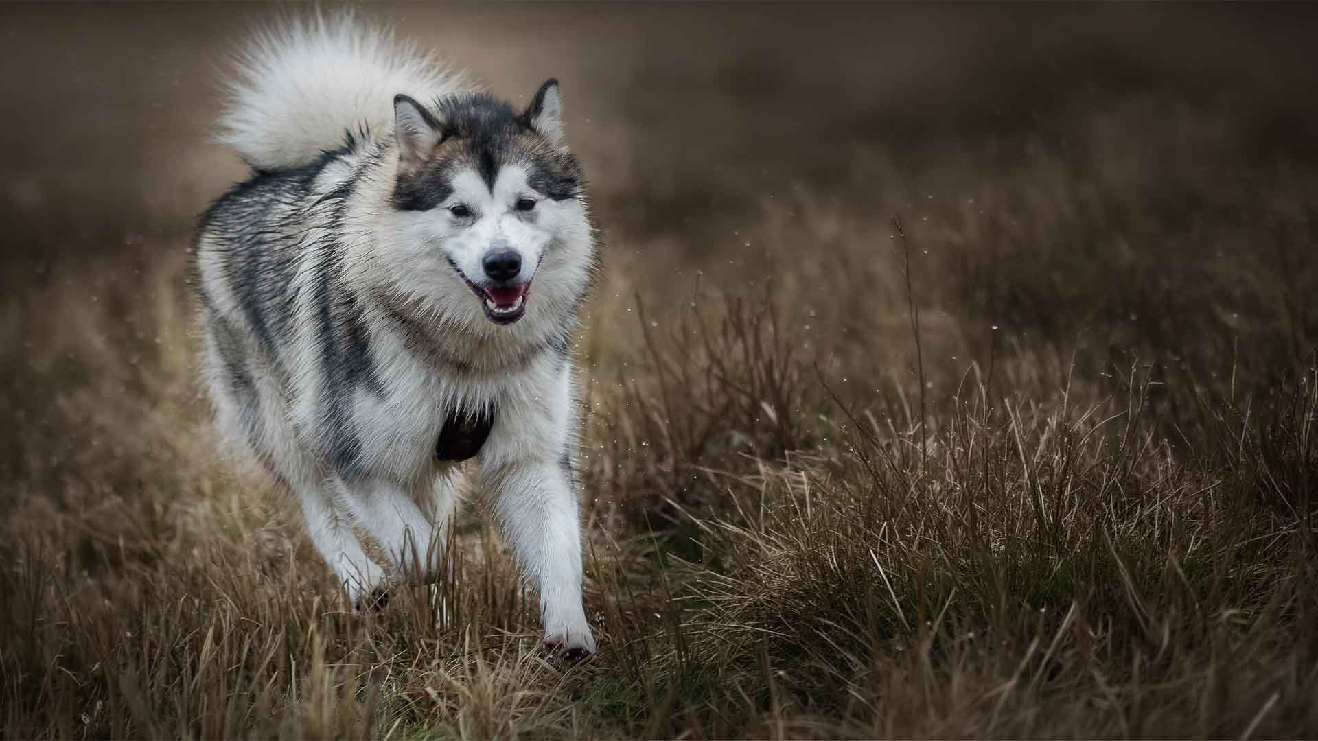 Manami läuft durch hohes Gras