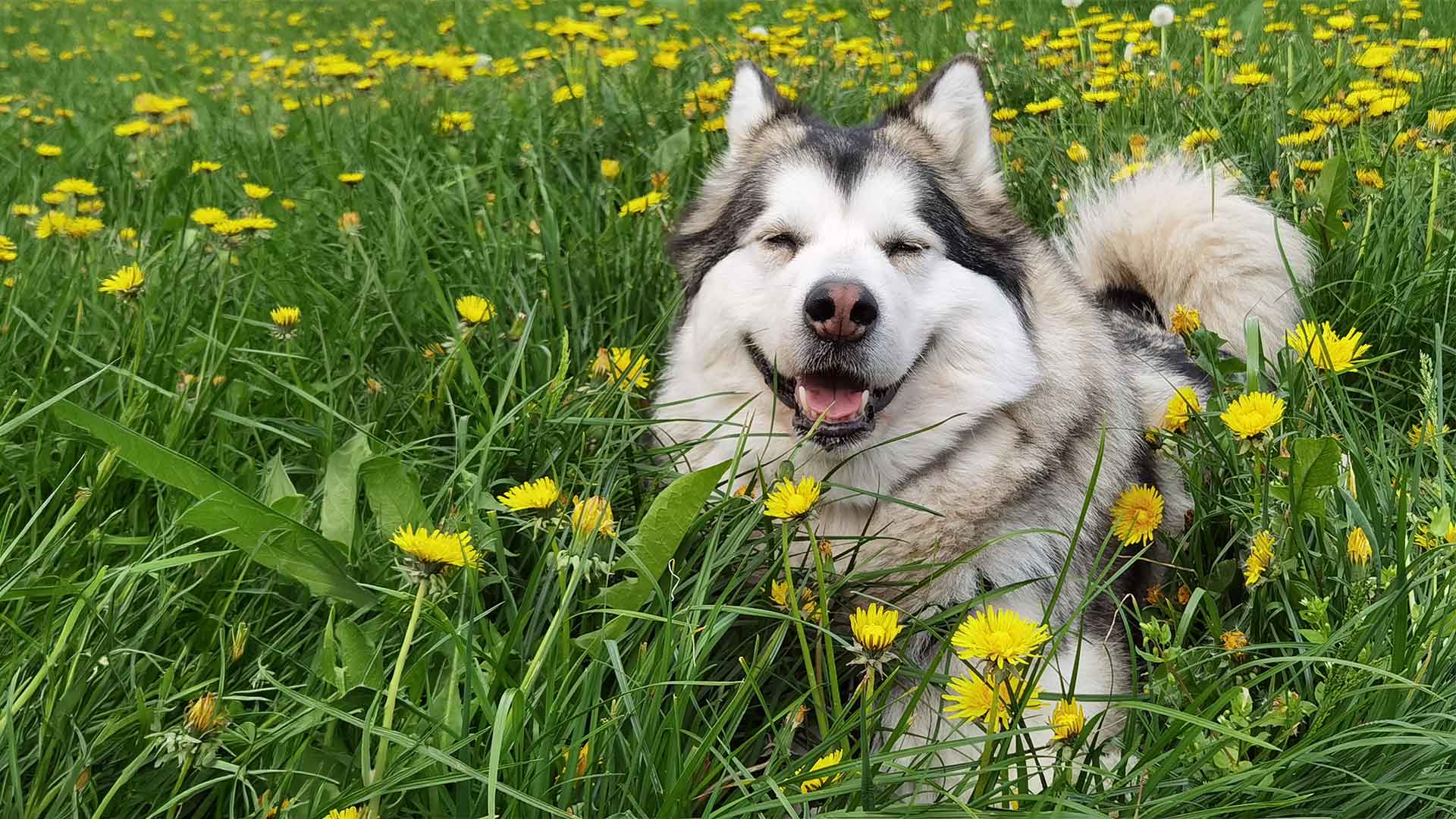 Manami liegt zwischen Löwenzahn im Gras