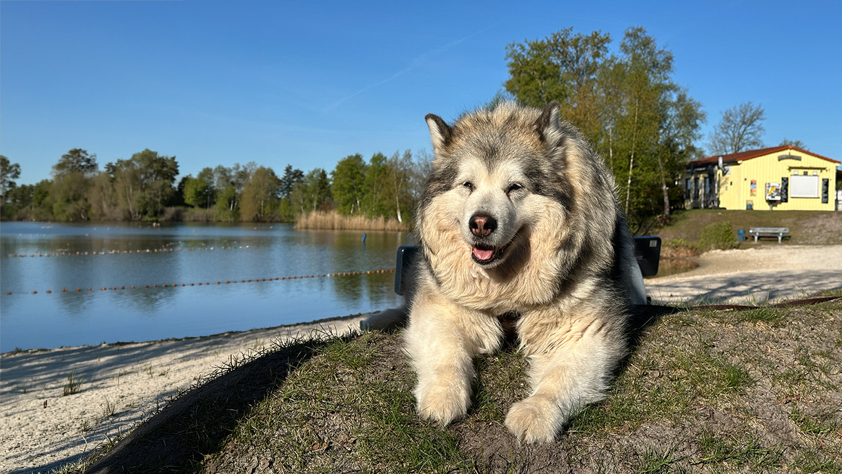 Manami liegt zufrieden auf einem kleinen Hügel am See. Im Hintergrund sind der Strand, eine Bank und ein gelber Kiosk zu sehen.