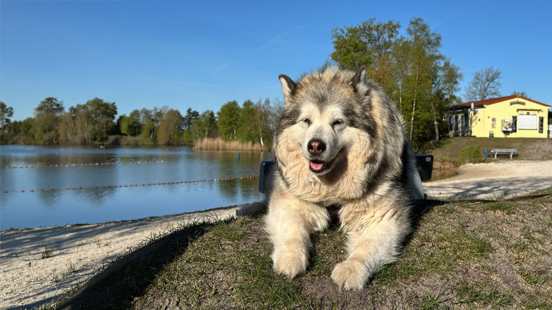 Manami liegt zufrieden auf einem kleinen Hügel am See.