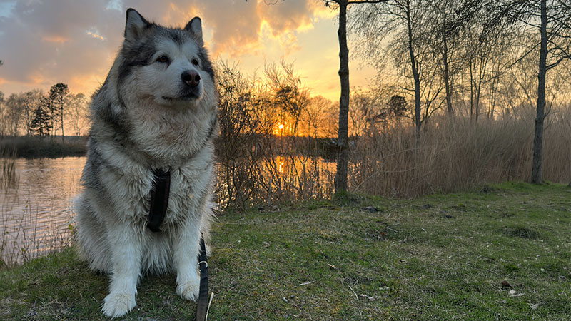 Manami sitzt bei Sonnenuntergang am See.
