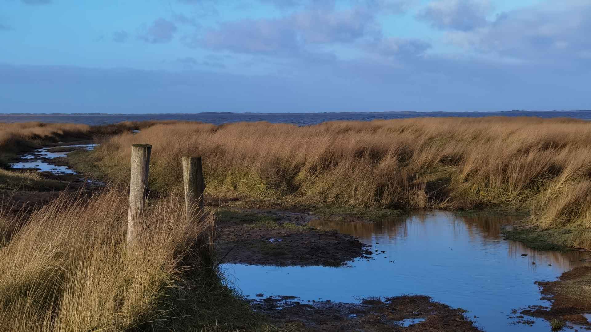 Dünenlandschaft an der Nordsee
