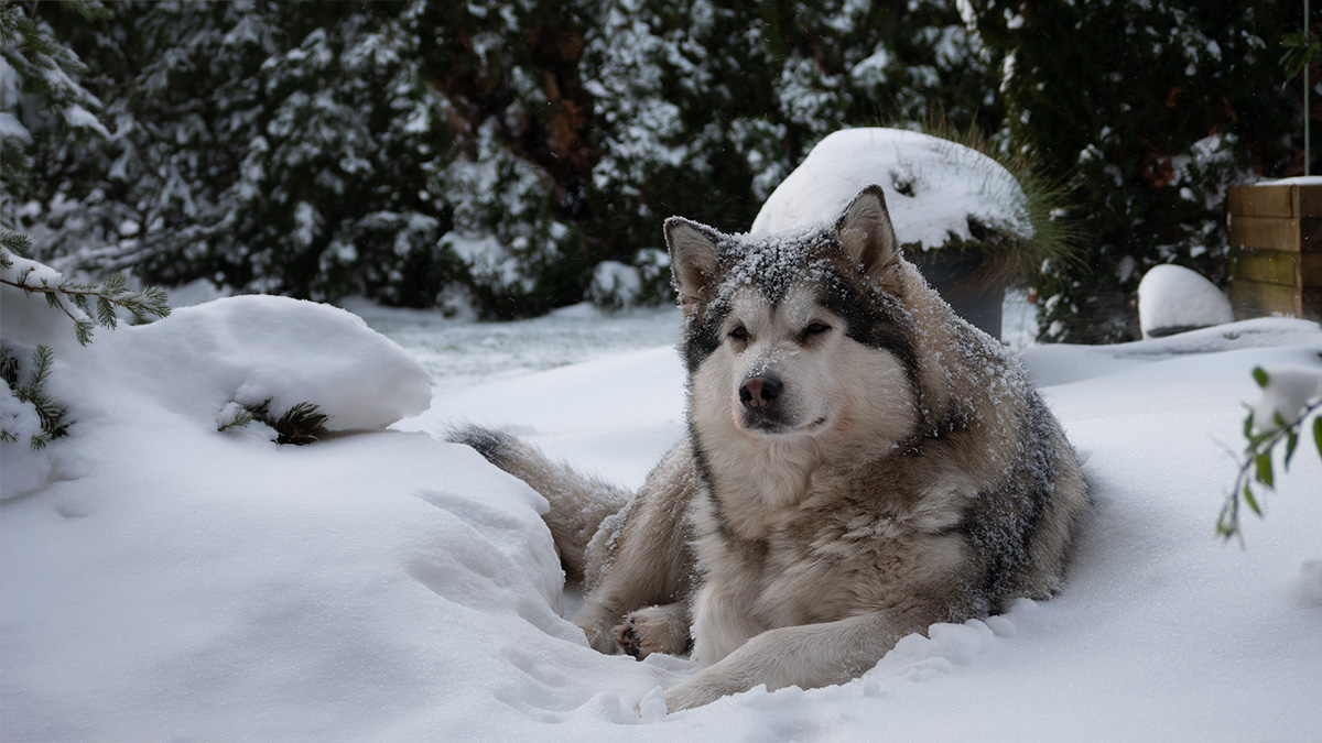 Manami liegt ruhig im Schnee