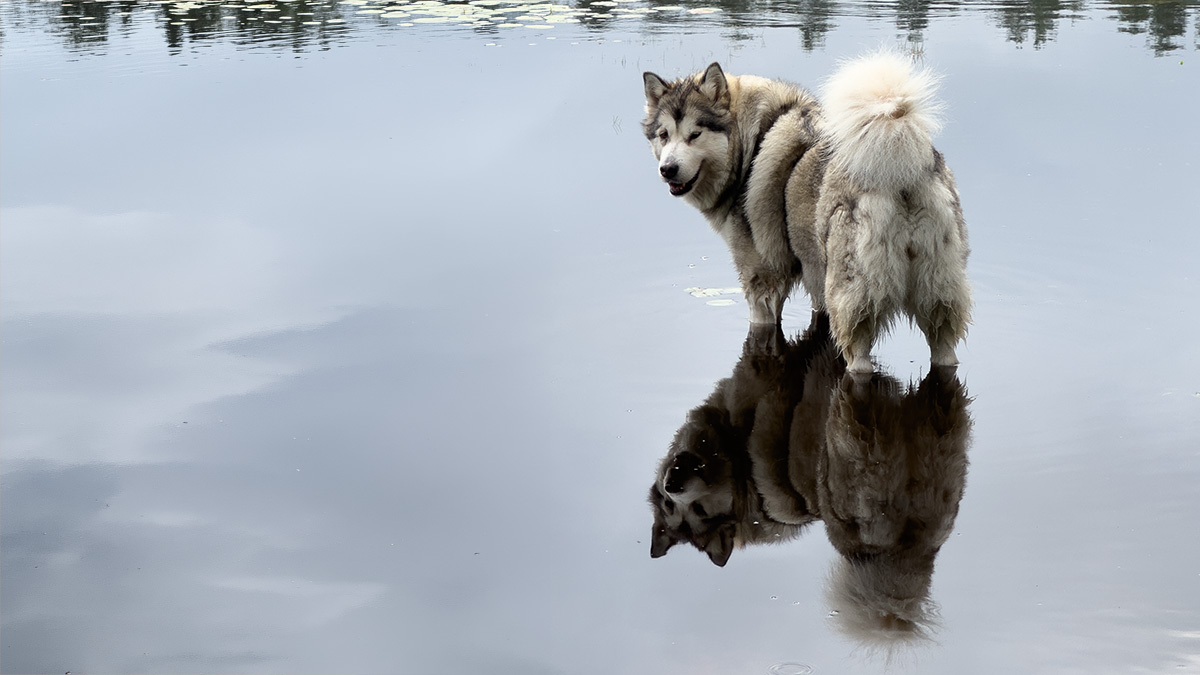 Manami steht im Wasser und spiegelt sich darin