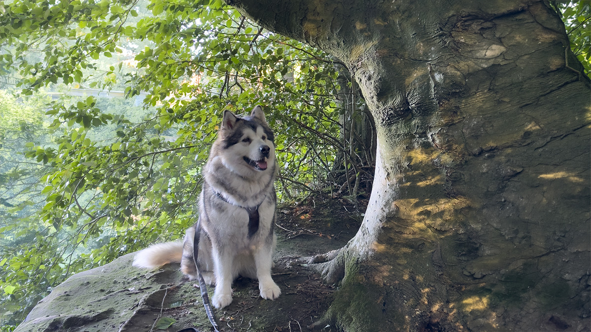 Manami sitzt unter einem alten Baum
