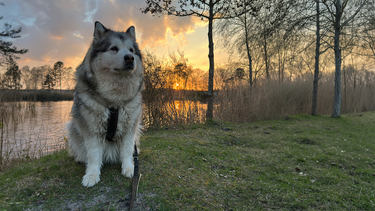 Manami sitzt im warmen Abendlicht am See, während hinter ihr die Sonne zwischen den Bäumen untergeht.